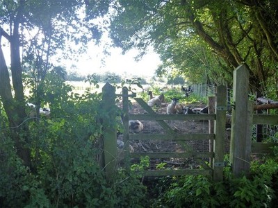 Foto 12x8 Schattenschaf Poulshot An einem heißen, sonnigen Augustmorgen diese Schafe c2017