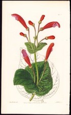 1837 Edwards Botanical Register Antique Print Brick Red Gesnera
