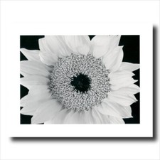 Yellow Sunflower B/W Photo Wall Picture Art Print