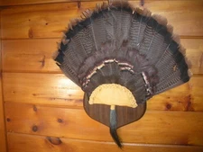 Vintage Turkey Gobbler Taxidermy Mount / 10" Beard with Fan