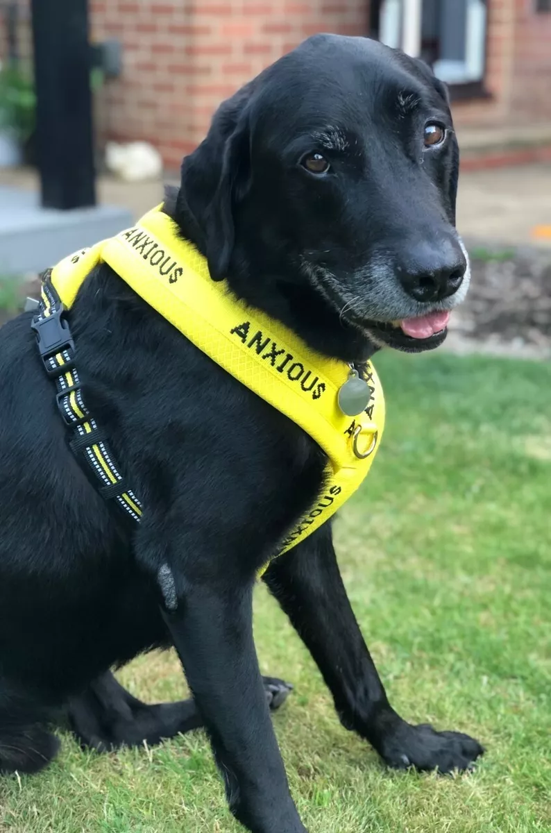 Harness for store nervous dogs