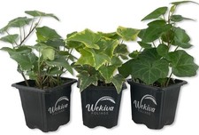English Ivy Trio Variety - 3 Live Plants in 3 Inch Pots - Hedera Helix