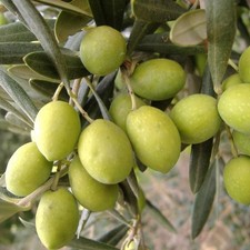 PLANTE D'OLIVIER PASSELA DI ANDRIA en pot 24 âge 3/4 ans (photos réelles)