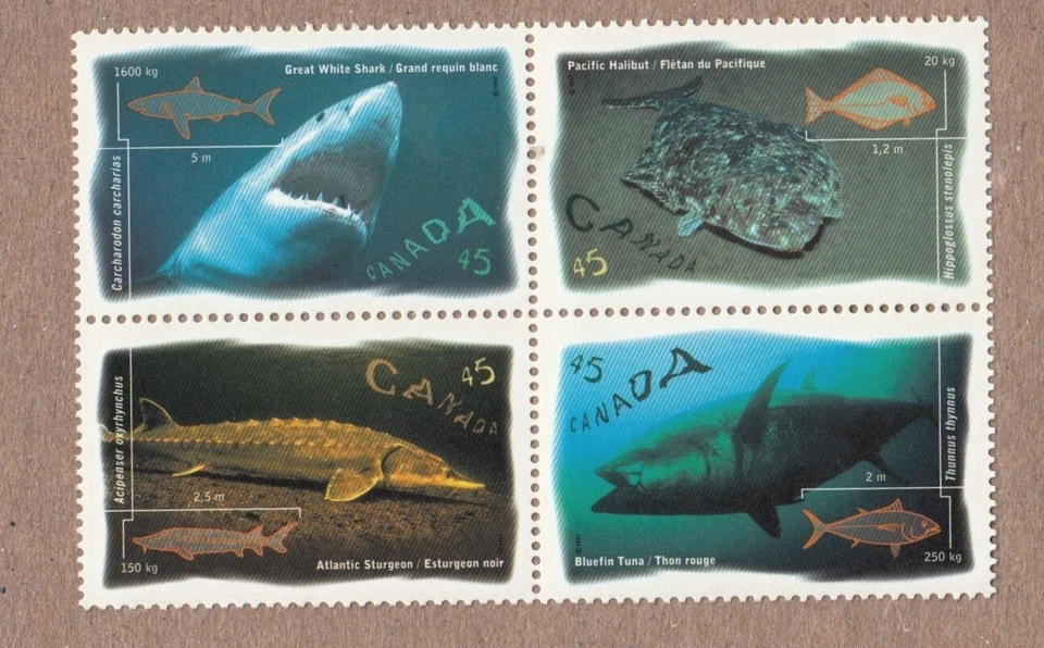 SHARK, HALIBUT, TUNA, STURGEON = Philatelic stock Sheet = Canada 1997 #1644a MNH Foto 2 de 2