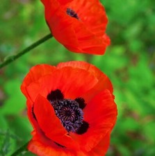 Poppy 'Eye Catcher' - Papaver in 1L Pot - Established