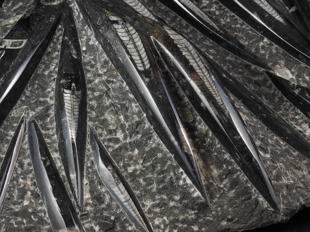 Finest Fossils eBay Stores