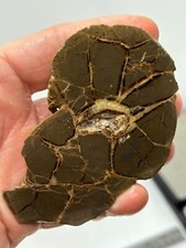 Septarian concretion end Slab aka Dragon Stone Cabbing Lapidary Combo Ship Avl