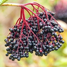 Sambucus nigra Common Elder Tree /large shrub elderberries elderflower in