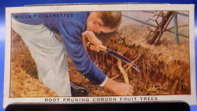 1938 W.D. & H.O. Wills Garden Hints #39 Root Pruning Cordon Fruit Trees GD/VG