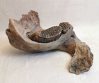 Woolly Mammoth Mandible / Jaw and Molar Teeth Fossil - North Sea - Pleistocene