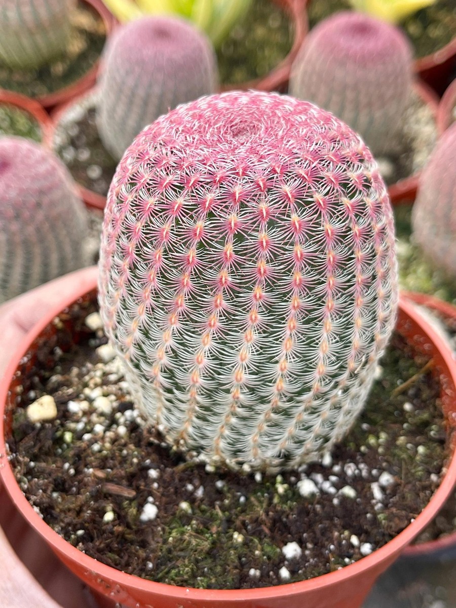 Rainbow Cactus - Rare Echinocereus rigidissimus for Unique Home Dcor | eBay