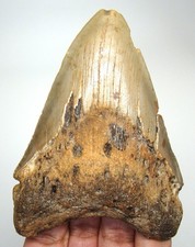 MEGALODON SHARK TOOTH REAL FOSSIL - 3.71” SHARK TEETH MEG - NO RESTORATIONS