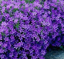 Campanula Portenschlagiana 'Catharina' Perennial Plug Plants Pack x6