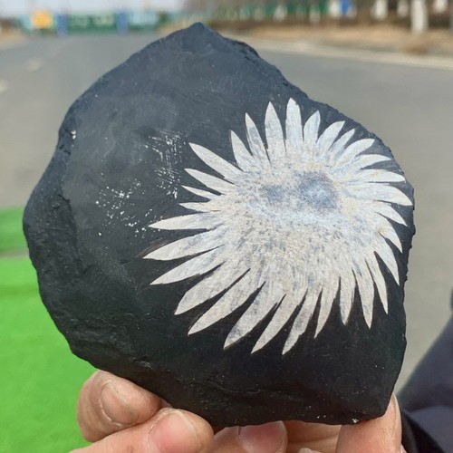 342G Natural Chrysanthemum Stone Quartz Carving Halo Treatment Gift - 第 11/23 張圖片