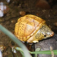 Animal Heavenly Body Giant Musk Turtle Staurotypus salvinii Statue