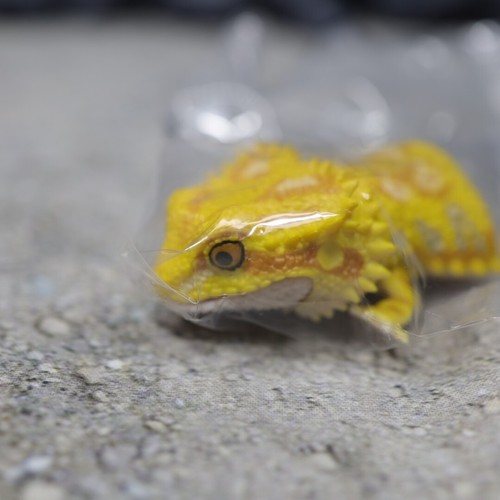 Bandai Gashapon Bearded Dragon & Armadillo Lizard Action Figure Complete Set - Picture 15 of 22
