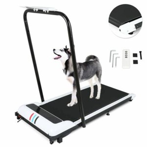 dog exercise equipment