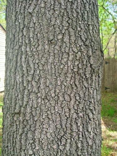 12 EICHELN AUS ÖSTLICHER SCHWARZER EICHE - Quercus velutina - Bild 4 von 5