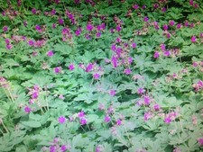 Bodendecker- Geranium macrorrhizum- Felsen-Storchschnabel- pink-50 Stück Ableger
