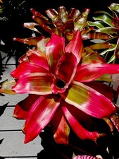 bromeliad Neoregelia - Dharma-Pink Red Green broadleaf foliage -