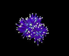 WYSIWYG Rasta Torch Live Coral Frag – Ultra Bright LPS for Saltwater Reef Tank