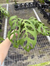 Monstera Esqueleto Houseplant Live Plant XL Leaves Aroid