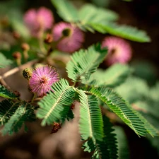 Sensitive Plant Mimosa Seeds – Touch-Responsive, Unique Curiosity Plant 20 Seeds