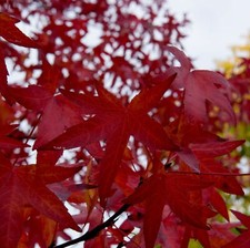 American Sweetgum (Redgum) Worplesdon / Liquidambar Styraciflua 3-4ft in Pot
