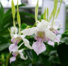 Orchid Dendrobium Antennatum live plants Antelope Spikes Fragrant From Hawaii