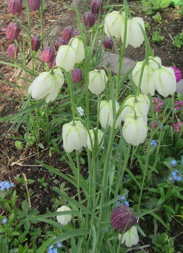Fritillaria Meleagris : 100 Seeds (2022) : Checkered Lily : White, Purple, Brown - Picture 3 of 12