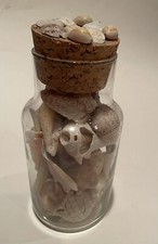 Lots of Sea Shells in a Medium Glass Jar Nautical Beach Theme Decor 7 Inch
