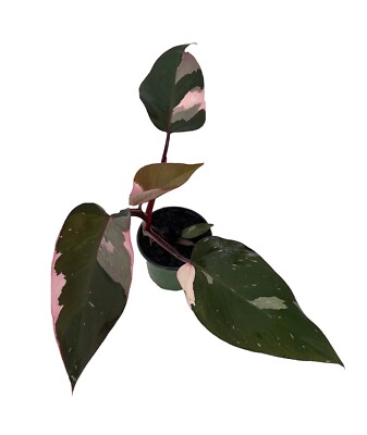 Variegated Half Moon Philodendron Pink Princess Rooted Live Plant in 4" pot  | eBay