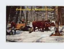 Postcard Gathering Sap in Unspoiled Vermont USA