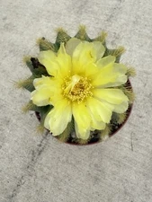 Notocactus Warasii Exotic Flowering Cacti