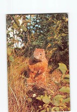 Postcard A Curios Groundhog