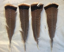 12 - Grade #2 Adult Rio Grande Wild Turkey Tail Feathers