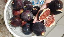 = 1P.  ITALIAN 258 CUTTING. =   NOT ROOTED