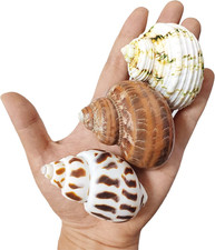 3 PCS Hermit Crab Shells 2 2.7Inch Natural Hermit Crab Shells Opening Size 1 1.3