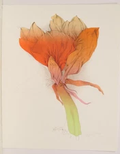 Bruno Bruni / autographed / Amaryllis / color lithograph / E.A. copy/16