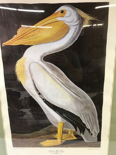 Framed 1836 Audubon American White Pelican Engraving By R. Havell PRINT - Picture 5 of 7