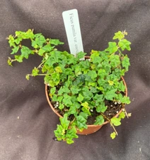 String of Frogs,  Ficus pumila quercifolia,  Rooted Plant Shipped in 3" Pot