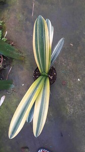 Clivia Variegata | eBay