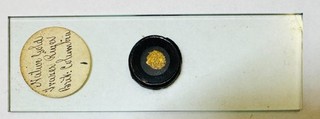 Antique 1860s Microscope Slide Fraser River Gold Rush British Columbia Gold Ore