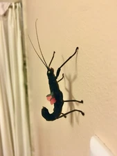 RARE - Black Beauty stick insect (Peruphasma schultei)