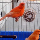 Nesting Material Holders Bird Cage Environment Supports Bird Well-Being