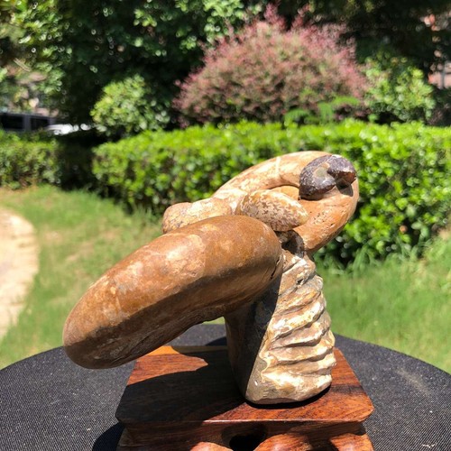 2pieces 2190G Natural Beautiful Ammonite fossil Conch Crystal Specimen 1530 - Picture 11 of 14