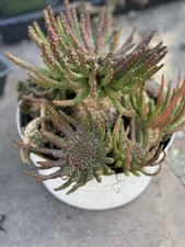 8” Euphorbia Medusa Cluster | Large Plant | Live Plant | Specimen Cactus