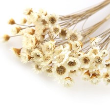 Dried Flowers TAODAN 90 Stems Natural Dry Flowers White Brazilian Small Star ...