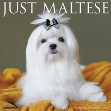 Maltese 2026 12" x 12" Wall Calendar (free shipping)