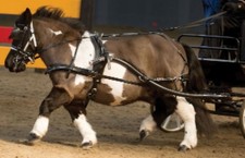 MINI SHETLAND HARNESS ZILCO BIOTHANE BLACK SLIDING BACKBAND BREACHING *FREE POST